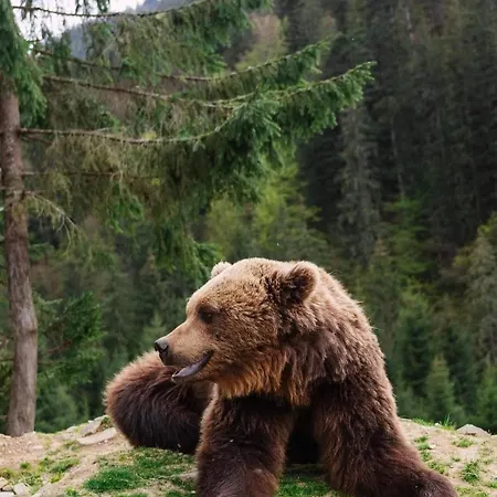 Вилла карпати Fest Mizhhirya (Transcarpathia)